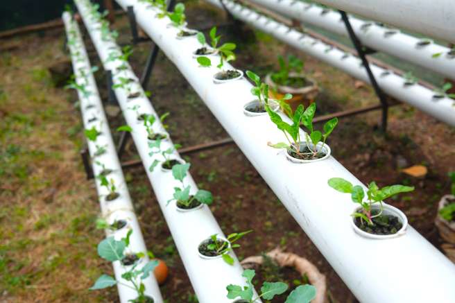 Hydroponic farm