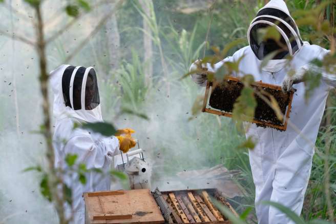 Two beekeepers working