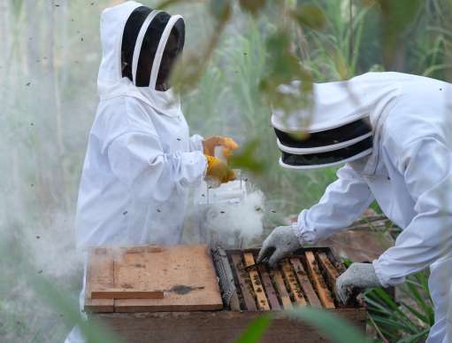 Harvesting honey in Honduras