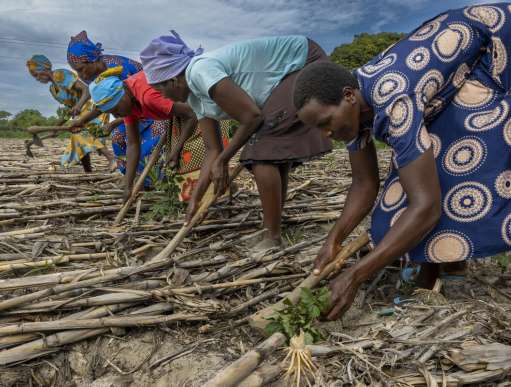 Nyarai planting rosella seedlings with her mother and sisters