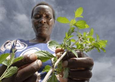 Nyarai tending to plants